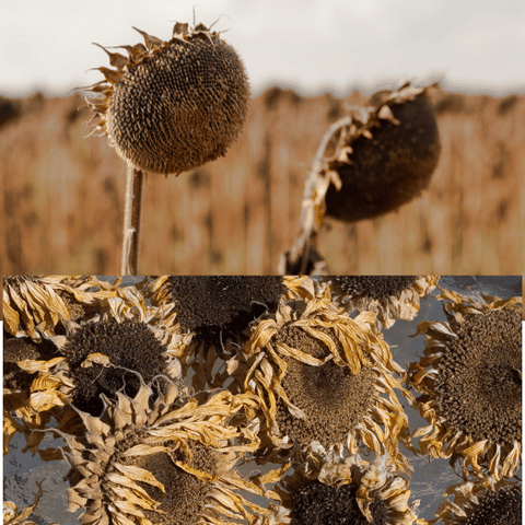 Dried Sunflowers
